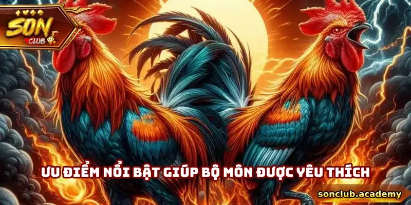 Trực Tiếp Đá Gà Mỹ Thomo - Tận Hưởng Kê Trường Đỉnh Cao 3 Đá gà Mỹ Thomo tại Sonclub có những ưu điểm giúp tối ưu trải nghiệm người dùng