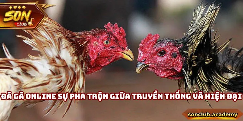 Giới Thiệu Sonclub - Sân Chơi Giải Trí Hàng Đầu Châu Á 2 Đá gà online là sự pha trộn giữa truyền thống và hiện đại