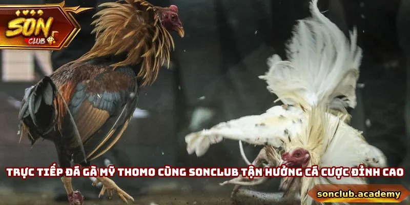Trực Tiếp Đá Gà Mỹ Thomo - Tận Hưởng Kê Trường Đỉnh Cao 4 Trực Tiếp Đá Gà Mỹ Thomo - Tận Hưởng Kê Trường Đỉnh Cao
