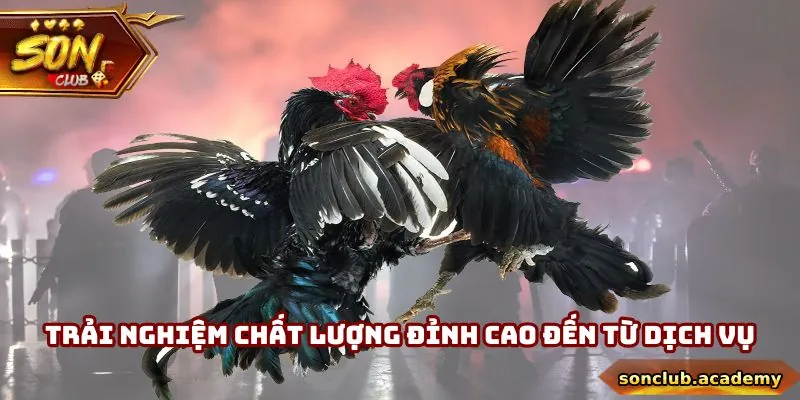 Trực Tiếp Đá Gà Mỹ Thomo - Tận Hưởng Kê Trường Đỉnh Cao 1 Trực tiếp đá gà Mỹ Thomo đem đến trải nghiệm với chất lượng cực kỳ đỉnh cao